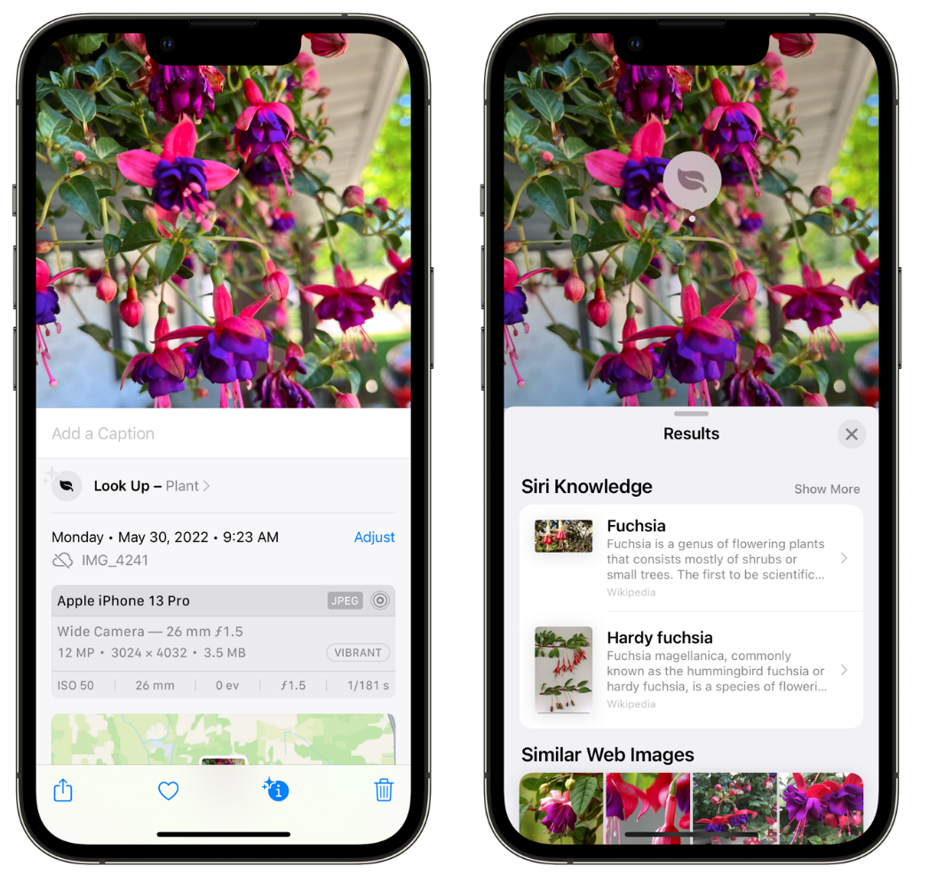 双鸭山苹果手机维修分享小技巧：使用 iPhone 相机识别花卉植物 